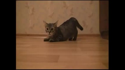 Коте С Бърз Старт - Смях