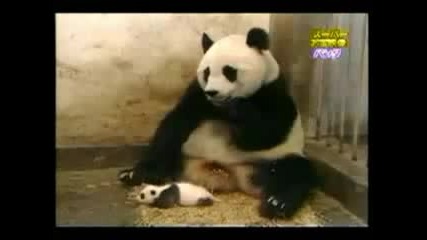 Scared Panda, Big and Small 