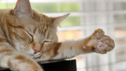 5 удивителни факта за полидактилните котки