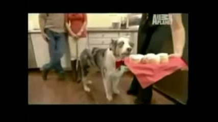 Ужасено куче (смях)