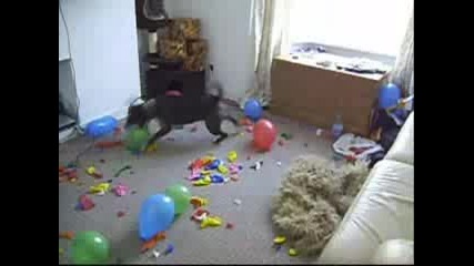 лудо куче пука балони 