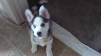 Husky Puppy Talking saying _i love you_