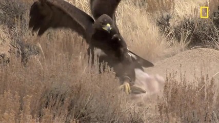 Golden Eagle vs. Jackrabbit (720p) 