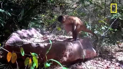 Маймуни трошат ядки с камъни.