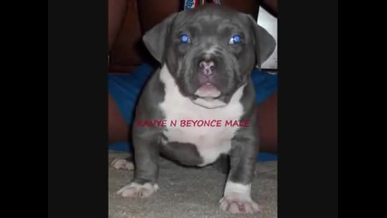 Pitbull Prince of the South 