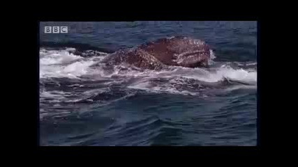 Bbc Killer Whales Target Prey 