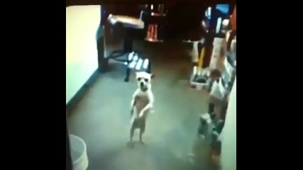 Куче танцува на Animals