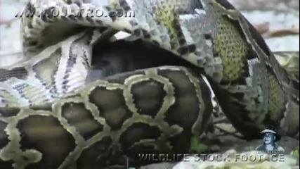 Змия изяжда малко крокодилче на една хапка