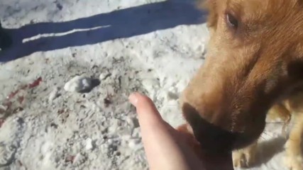 Калина Спасова - (2017-03-29 20:14:15) Снежно приключение