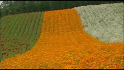 Farm Tomita