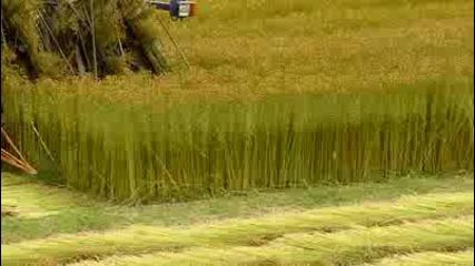 claas