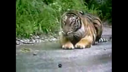 Lion Attacks