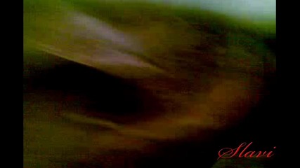 Тарантула срещу гущер (brachypelma albopilosum Vs Lacerta agilis)
