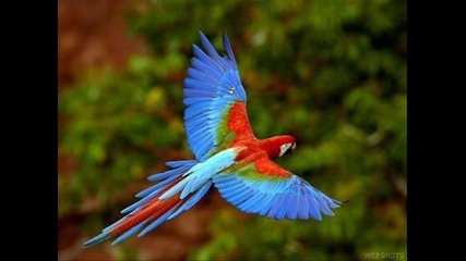 Класификация и анатомия на папагалите 