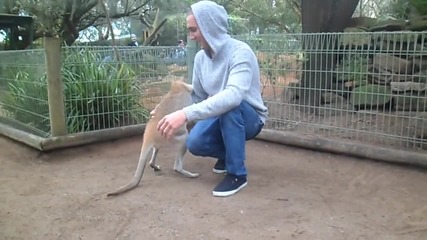 Игриво кенгуру иска да си играе!