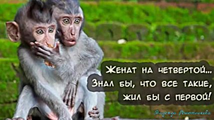 Старый конь борозды не портит, но ...юморнем