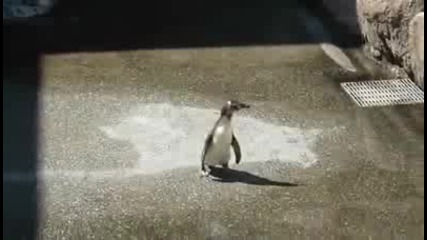 Пингвин гони пеперуда
