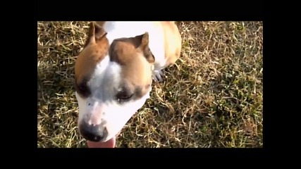 Bully Game pit bull puppies for sale 2010-2011