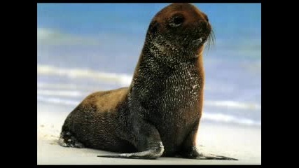 Please Help - Спрете Избиването На Тюленит 