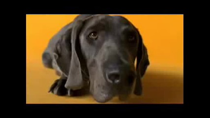 Pedigree Commercial - We See Love