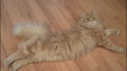 Смешна котка умира