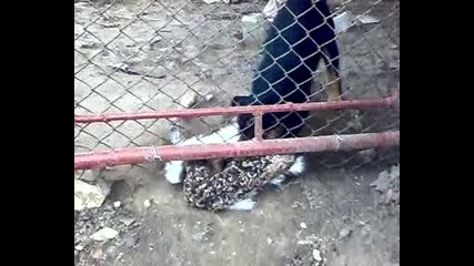 Рила