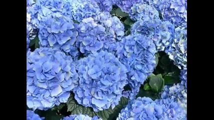 Blue Flowers- instrumental
