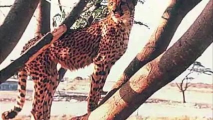 Cheetahs - Running Out of Time! 