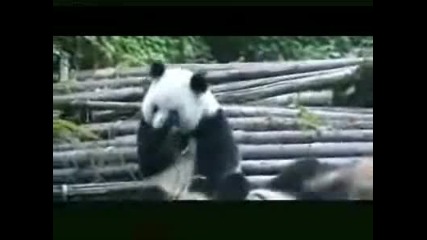 Кихаща панда ! Смях ! 