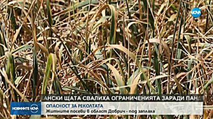 Житните посеви в област Добрич са под запаха