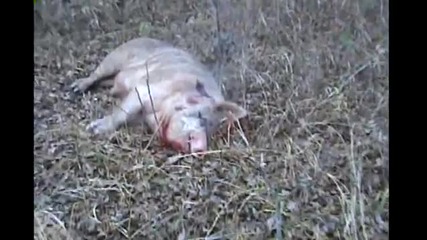 Desert eagle vs Pig