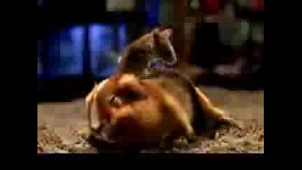 Kung Fu Ginny Pig - Funny Video