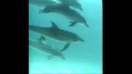 Делфините