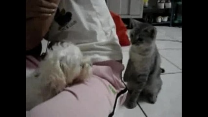 Коте си играе с кучешкото търпение! :d