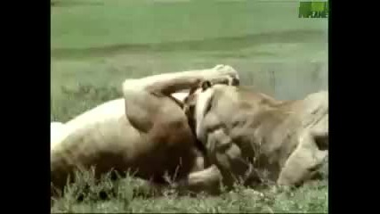 Animal Face - Off - Lion vs. Tiger 
