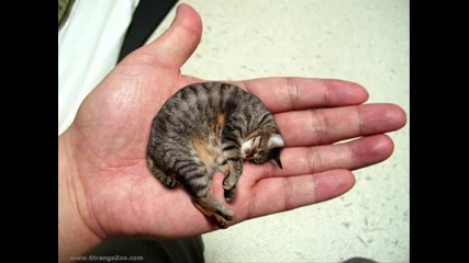 Worlds Smallest Cat [world Record Holder]