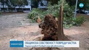 Паднало дърво в Пловдив смаза два автомобила