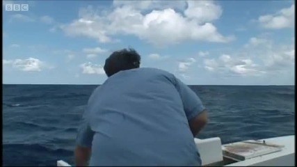 Атака на Голямата Бяла Акула