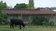 Animal farm! Herds of cows and horses invade Argentinean neighbourhood in Mar del Plata