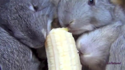 Зайчета сладко си похапват банан