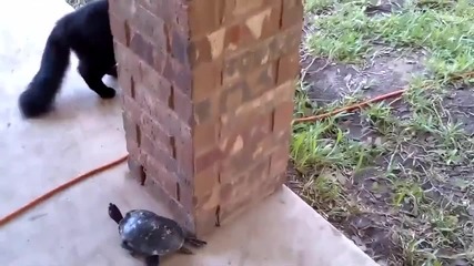 Котка се гаври с костенурка