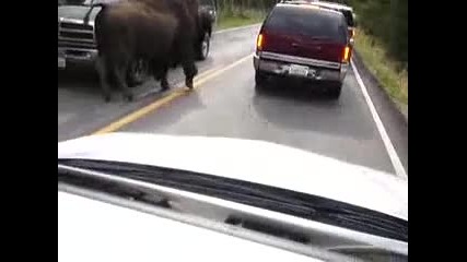 Бизон се разхожда спокойно на пътя!