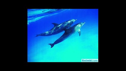 Релакс - Картините Говорят - Танцът На Делфините 