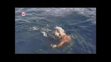 къде в България ще хванеш толкова риба