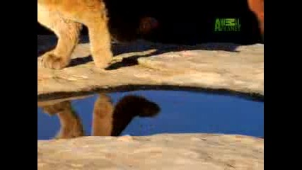 Natures Perfect Predators - Mountain Lion