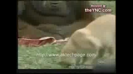 Маймуна Убива Котката