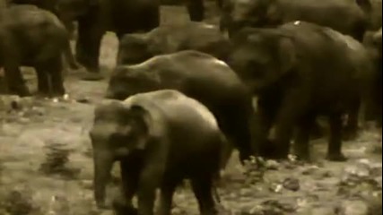 Животът на слоновете около хората - Един филм на Profilm * Hq *