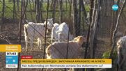 Преди Великден: Откраднаха агнета и овце за 5000 лв. от обор