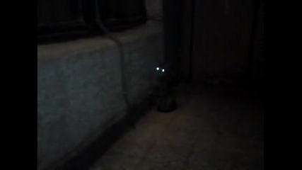 Котка прожектор
