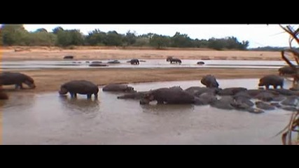 Bbc: дългосрочен и мързелив живот на един хипопотам 